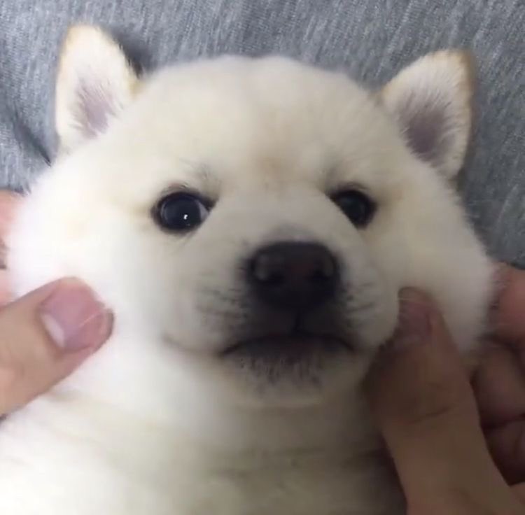 takemybear's tweet image. *หอม*