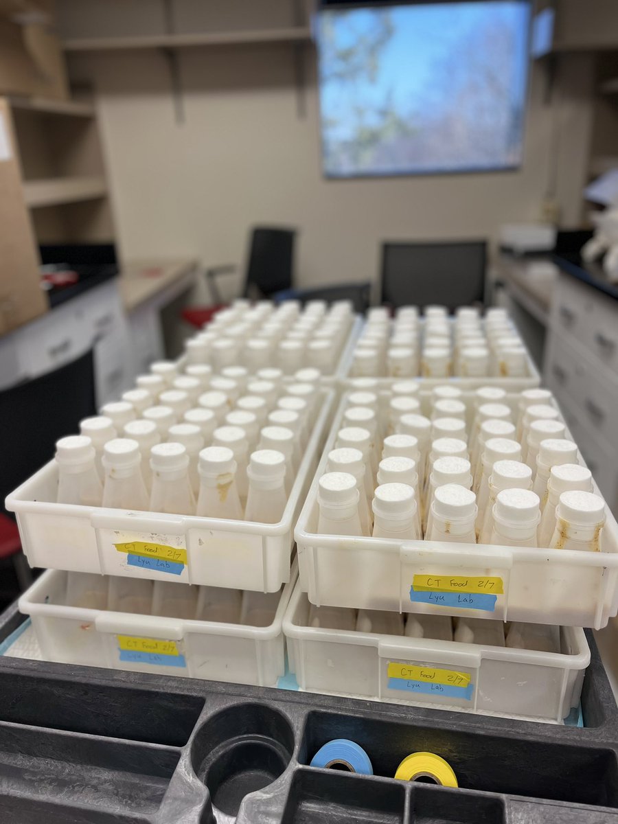 Our fly kitchen is functioning (finally) and we nailed our first batch of cooking! Definitely a teamwork and I'm so grateful for working with awesome students in our lab :) My summer as a trainee in the fly kitchen back in Michigan has paid off 🧑🏻‍🍳