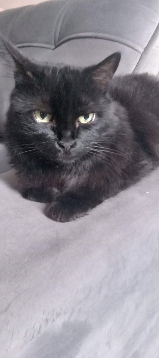 marcelprado81's tweet photo. CLASSIFIQUE O SEU PET

raça: cusca
nome: Preta
beleza: 10/10 
inteligencia: 8/10
raiva: 0/10 ela dá abraços 
ja mordeu alguem: nunca
gosta de passear: não (só no salão de festas) 
apelido: nega, chuchu, purga, lucianinha https://t.co/TU68smXLvp