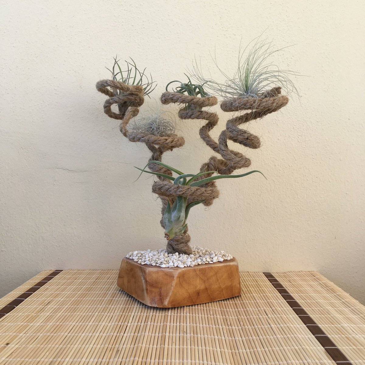 ecodecoroom's tweet photo. Air plants holder made of jute https://t.co/CBn7FXwT9p #airplantsholder #multipledisplay #airplantdisplay #plantholderrustic #indoorplants #holderdesk #airplantgift #plantlovergift #wabisabideco https://t.co/VoA9oGKk6W