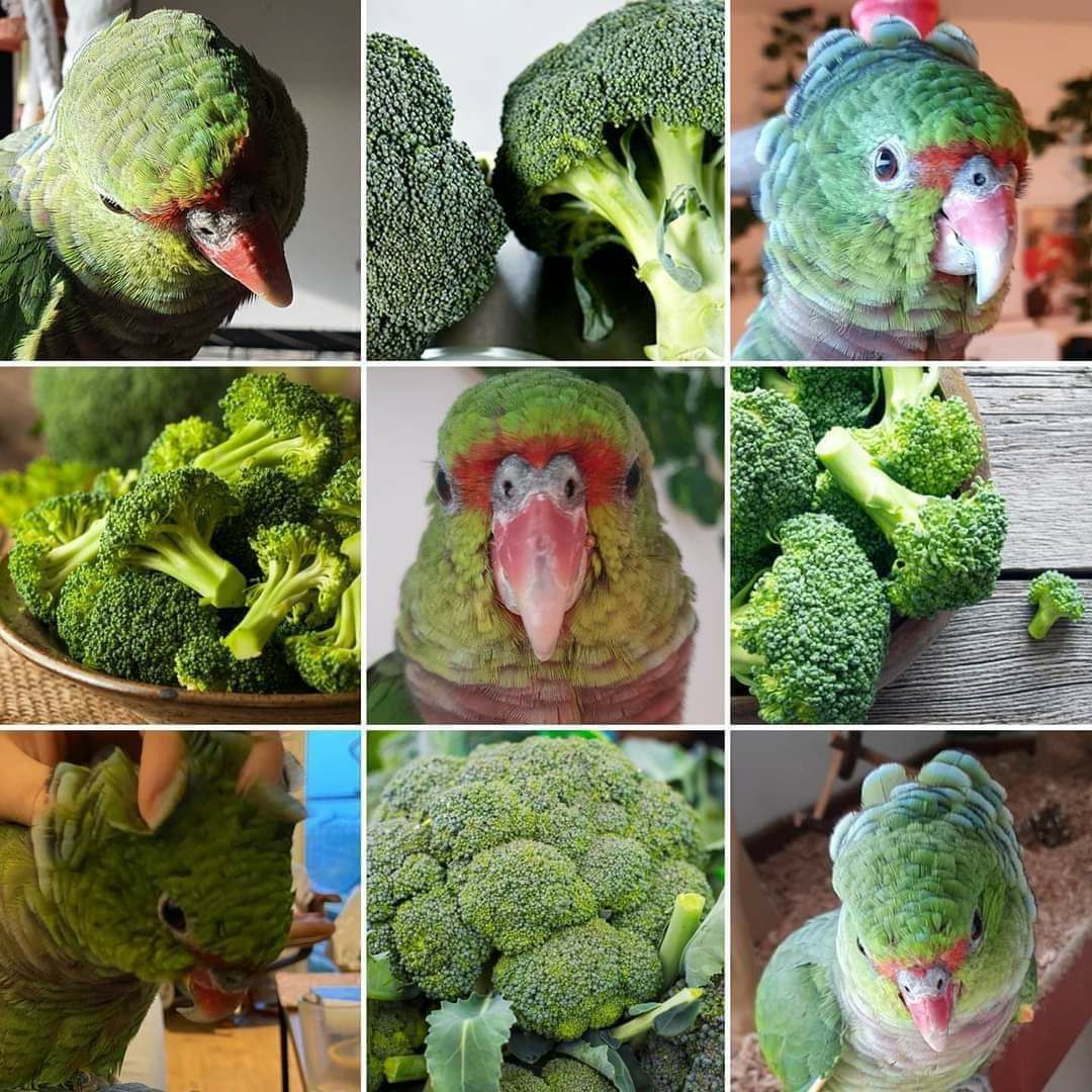 parrot_african's tweet photo. Amazon parrot look like broccoli 🥦
https://t.co/6yd78fyU23
#amazonparrot #amazonbird #parrots https://t.co/xhzMLoW3gx