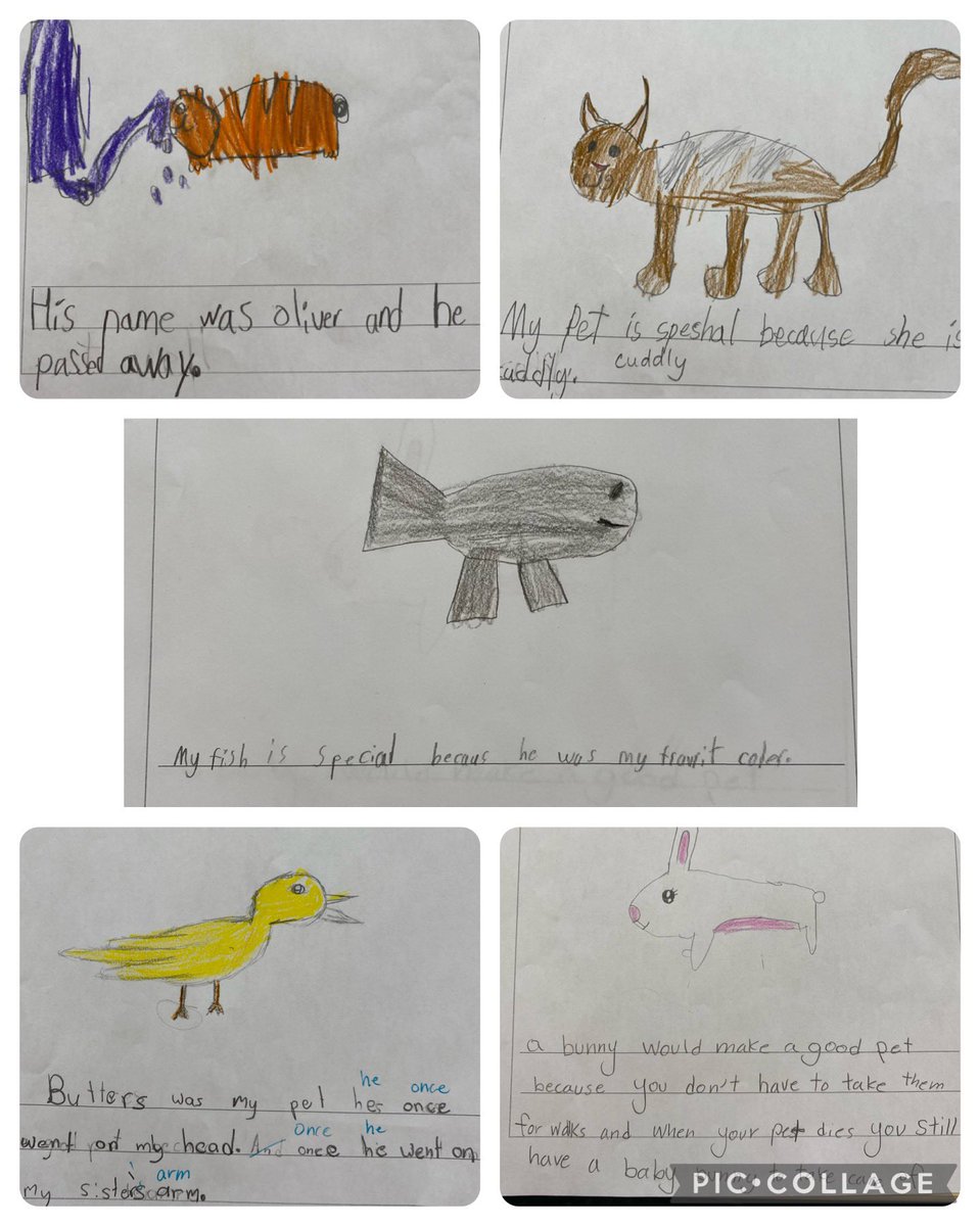 AllSaintsLib's tweet photo. After reading the  @ForestofReading nominated book “Rodney was a Tortoise, students reflected on pets they love, pets they loved but have passed away, and pets they would love to have. Thanks to @MartinsonMlle’s class for sharing stories of their beloved pets. @AllSaintsDPCDSB https://t.co/1aNm76qrQj