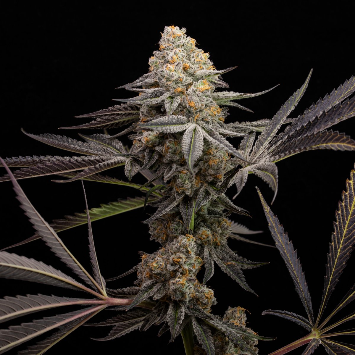 HigherGradeCO's tweet photo. Punch Breath (Mendo Breath x Purple Punch)
This strain is high in Limonene and great for relaxing on the couch or getting creative! https://t.co/RDKBONAUQ8