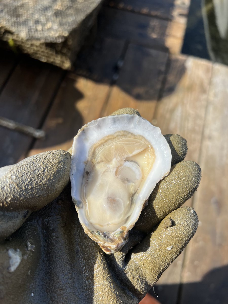 General Assembly Members!

Oyster growers from around the Commonwealth are harvesting their oysters for tomorrow’s capitol pop up.

Come out to enjoy some bodacious bivalves, outstanding oysters, &amp; stellar shellfish. VA grows the best oysters &amp; we are happy to show them off.