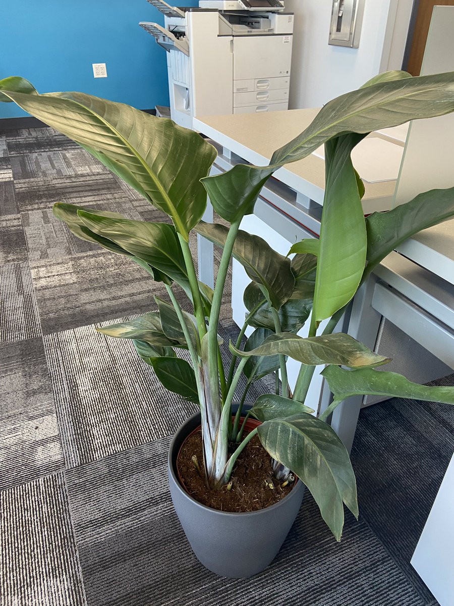Hey #planttwitter, what kind of plant is this? My colleague <a href="/AnnaliseKnudson/">Annalise Knudson</a> wants to know.