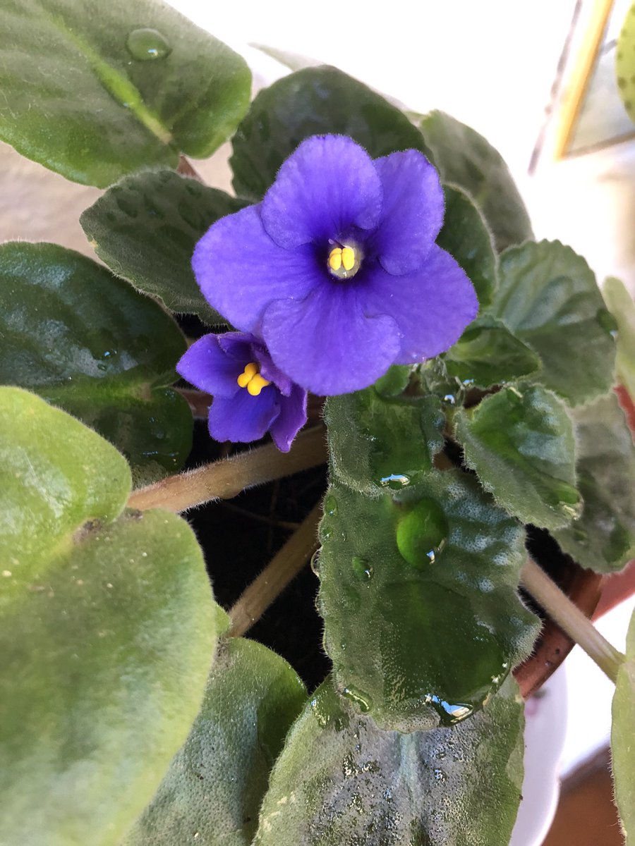 cosesdeCalaMar's tweet photo. A 23 dies de Sant Medir, no para de florir!
#sensefiltres
#violetes
#florint
💜 https://t.co/MqciS5xmUV