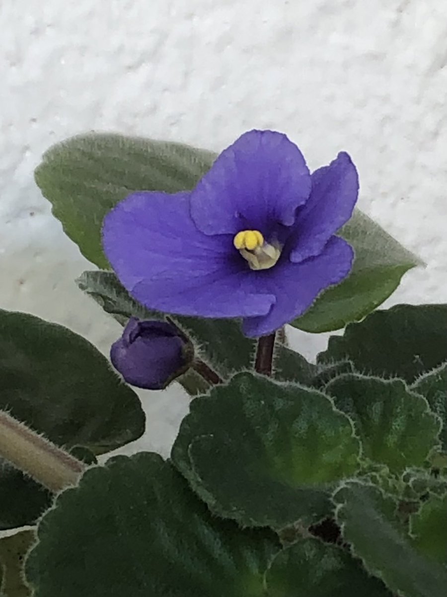 cosesdeCalaMar's tweet photo. A 23 dies de Sant Medir, no para de florir!
#sensefiltres
#violetes
#florint
💜 https://t.co/MqciS5xmUV