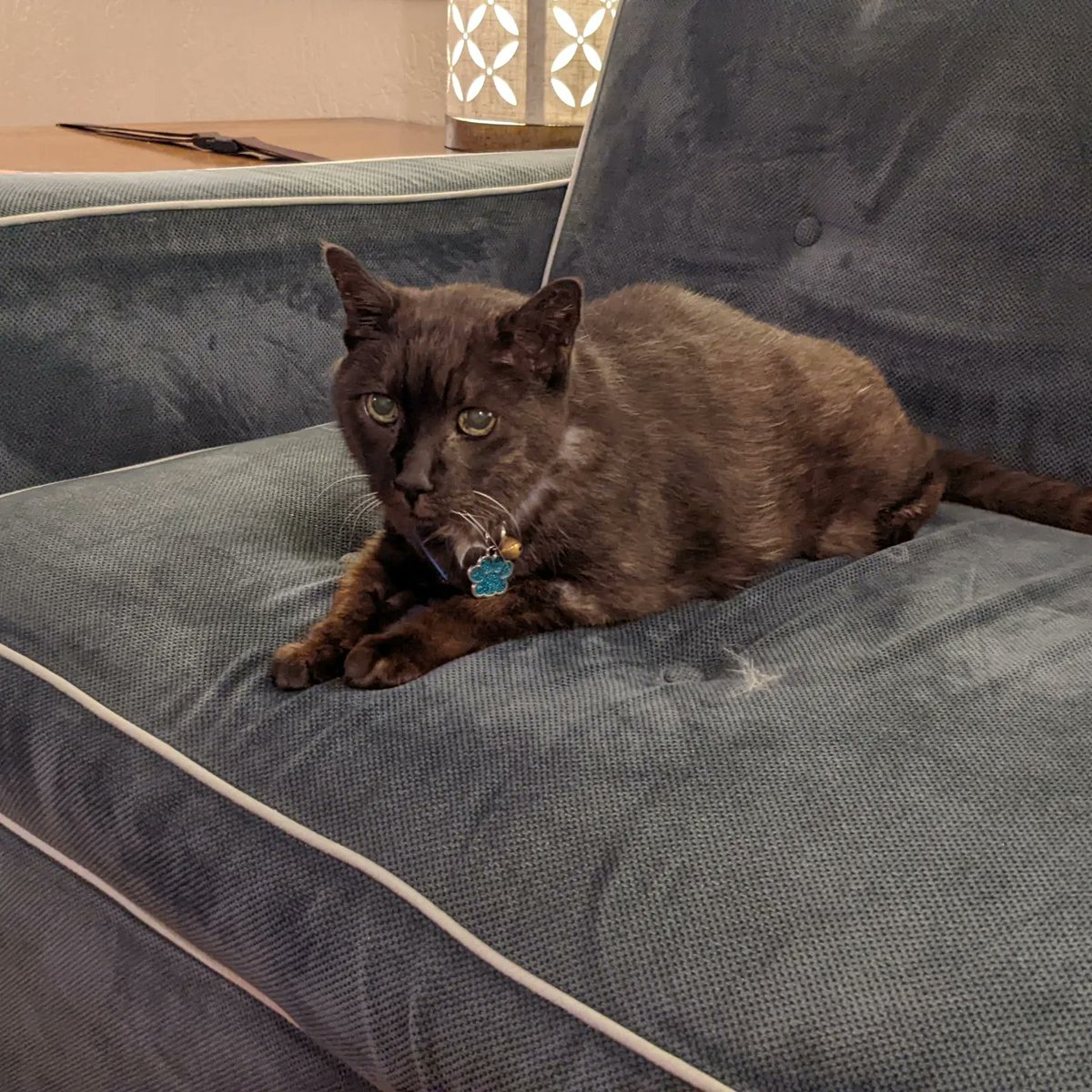 Elizabeth K. Joseph tweet media