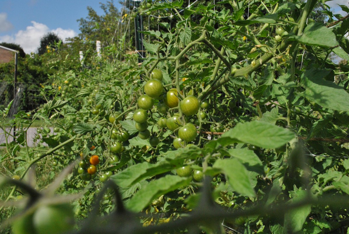 In asdevelop.org's Groundwork program, we’re growing more than just veggies!  There’s ONLY a WEEK left to #Apply! Just click HERE before the portal closes: docs.google.com/.../1FAIpQLSfG…. #PersonalDevelopment #career #SkillsGrowHere #LivingBetterLocally #ApplyNow