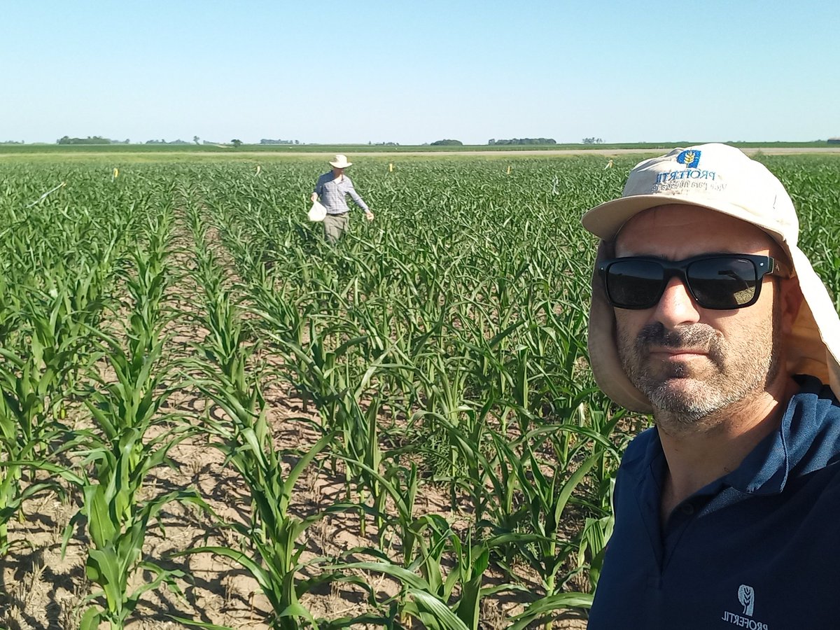 RodrigoFalcone5's tweet photo. Nutriendo nuestros ensayos. Aplicación de #eNeTOTALPLUS y #ureagranulada en 🌽. Buscando no sólo respuestas en rendimiento, sino también mejorar eficiencia de uso de #nitrógeno y contribuir al cuidado del medioambiente. @ProfertilAgro @gustavozamora78 @MirtaToribio @Vibaena https://t.co/jG1AIULY6k