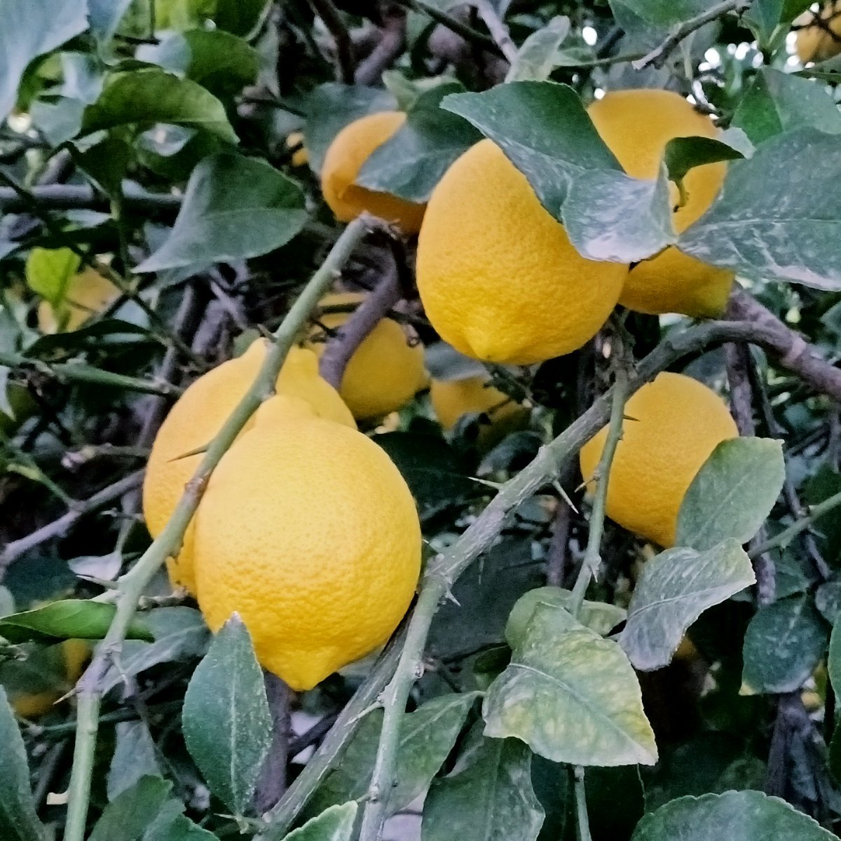 StollerEurope's tweet photo. πβ¨ Results of #HoldPlus, our #StollerSolution to maintain fruit firmness and avoid softening problems.
(we open thread with the explanation) https://t.co/bdOcmJHQw2