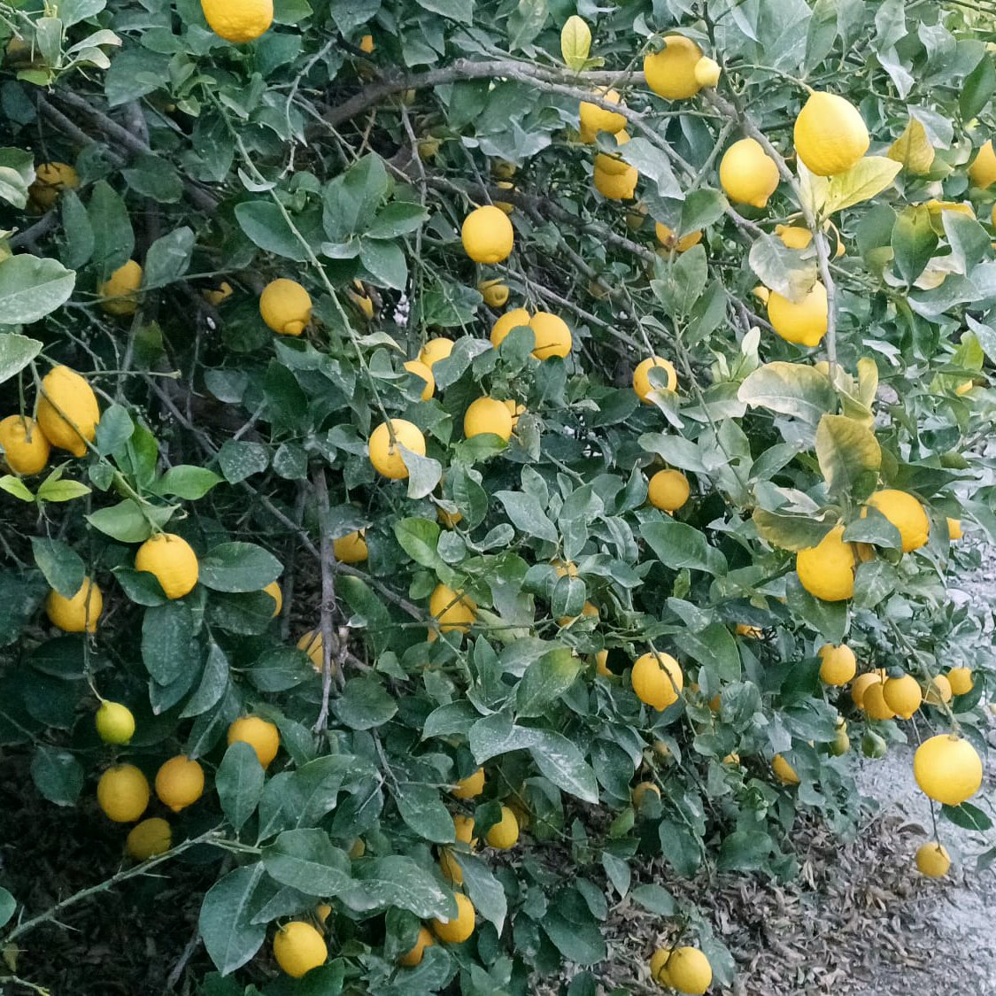 StollerEurope's tweet photo. πβ¨ Results of #HoldPlus, our #StollerSolution to maintain fruit firmness and avoid softening problems.
(we open thread with the explanation) https://t.co/bdOcmJHQw2