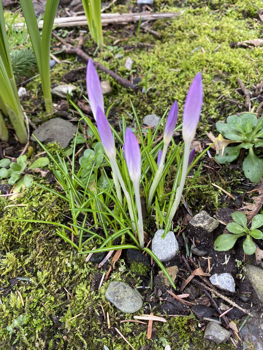 Mollkos's tweet photo. Day 39 lots of signs of spring today. 100daysofwalking @NewstalkFM made it to Day 1500 βοΈ #1500daysofwalking #365daysofwalking https://t.co/UsDSnoO60k