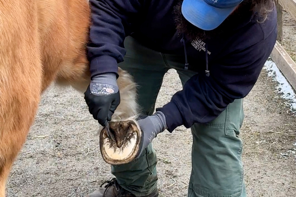 Queens Zoo on Twitter "Like human fingernails, the outer part of a