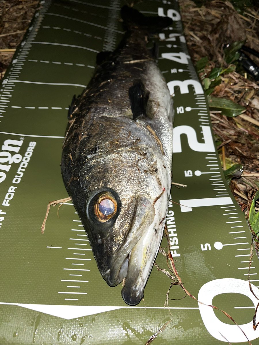 lifewithfishing's tweet photo. 修論ひと段落したので、2023初釣行
4H3G、満足満足 https://t.co/B6RyTWeZAC