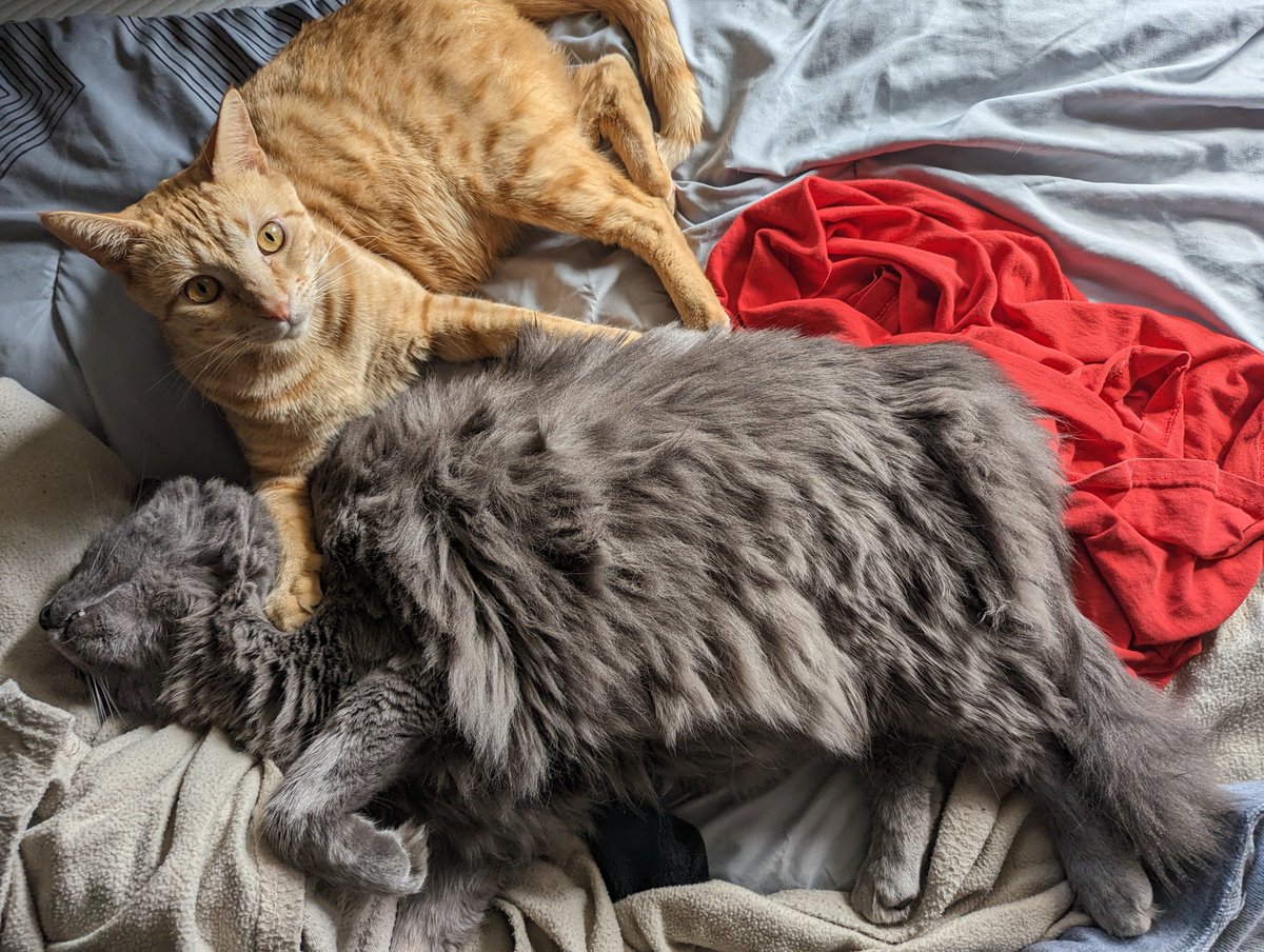 timothy_bahus's tweet image. Omg Daddy I was only trying to do what you said 😂
#CatsOnTwitter #CatsOfTwitter