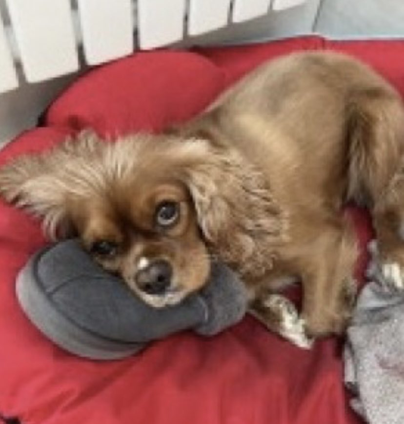 rosieDoc2's tweet photo. #SpanielHour 

MINNIE (Tri-colour) &amp; RUBY (red) 
Both still missing 
29/12/22 #Lowgill #Kendall #CUMBRIA (RUBY DOES NOT KNOW THE AREA) 3 went off for an adventure that day-one was found locally 2/1/23) 
@CumbriaCrack PLS RT IF POSS TY 💔
@bs2510 @RachaelB100 @BBC_Cumbria https://t.co/RDXr49p2UO
