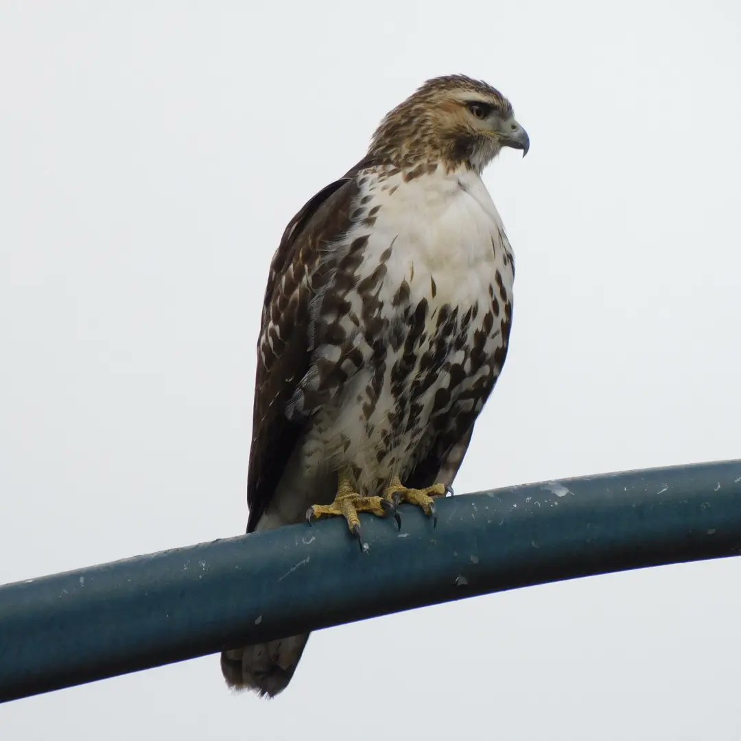 Aviturismoes's tweet photo. Nuestra visita al @CentralParkNYC , en cada uno de nuestros viajes le dedicamos un día a la observación de aves del lugar, este fue el resultado de Nueva York
#aviturismoes #birdwatching #ornitología #aves #observacionaves #veraves #dondeveraves #francissilva #guiadeaves https://t.co/Cm7uqqzHlP