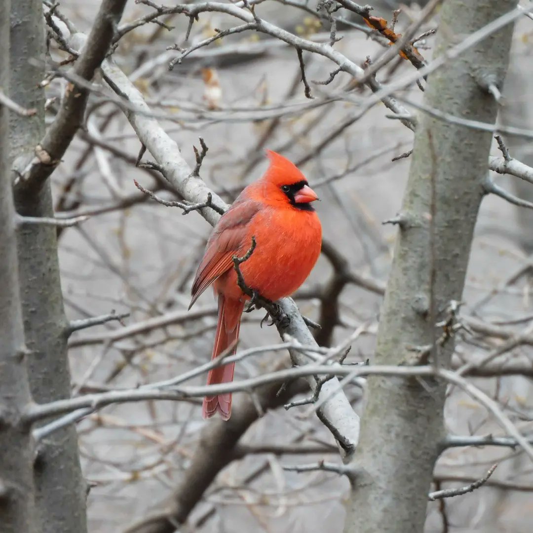 Aviturismoes's tweet photo. Nuestra visita al @CentralParkNYC , en cada uno de nuestros viajes le dedicamos un día a la observación de aves del lugar, este fue el resultado de Nueva York
#aviturismoes #birdwatching #ornitología #aves #observacionaves #veraves #dondeveraves #francissilva #guiadeaves https://t.co/Cm7uqqzHlP