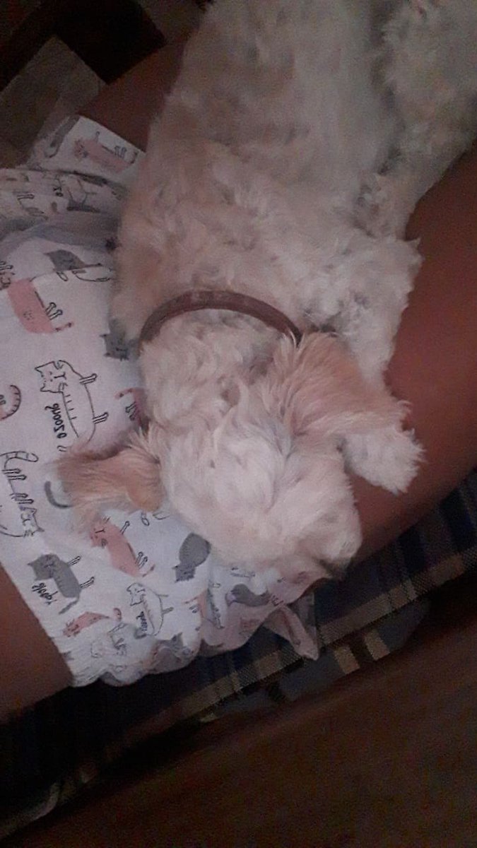 KittyKuturr_'s tweet photo. Desde el momento en el que Mai empezó a moverse dentro de la panza, no se salía de arriba. Le gustaba sentirla moverse, y cuando por fin nació no hubo un día que no estuviera cerca lamiendola. No sabes cuando extraño que no estés con nosotras https://t.co/c4MRuXQSWE