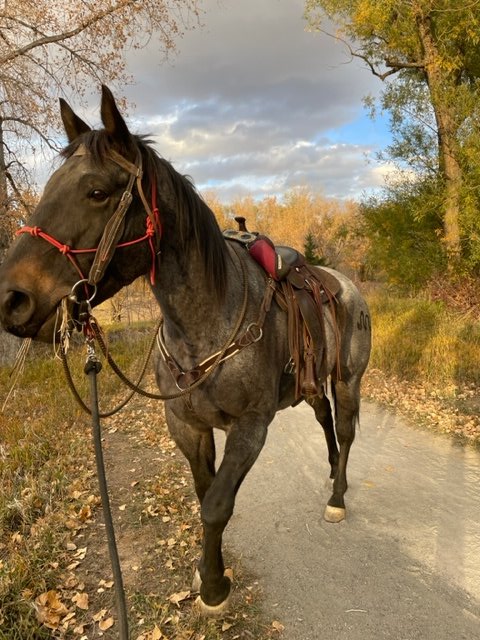 Have you met Ragnar yet? He joined the herd recently, and at 10 years old, he's a gelding with a lot of spirit! 

Ragnar is a gentle giant with a heart of gold, and is always looking for a connection with humans. 

We're so glad to have Ragnar join our  equine therapy team!