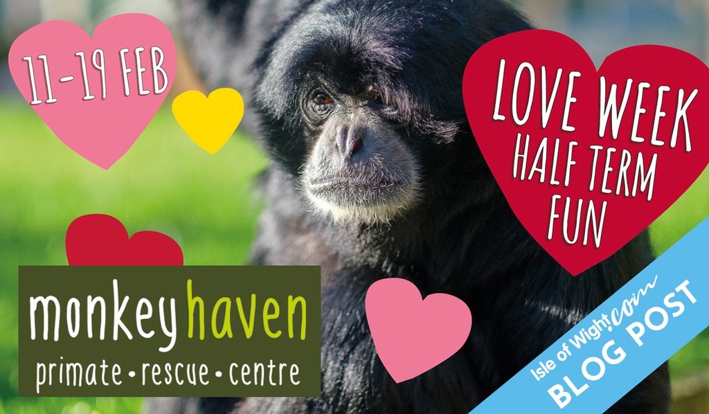 ✍🏼 isleofwight.com Blog ✍🏼⁠

📝 bit.ly/3Xdanku

#supportiow #exploreisleofwight #iw #travelblog #familydayout #daysout #eventsuk #halfterm #familyfun #isleofwightevents #cutenessoverload #monkeyhaven #primates #rescuecentre #monkeys #loveweek #Valentines