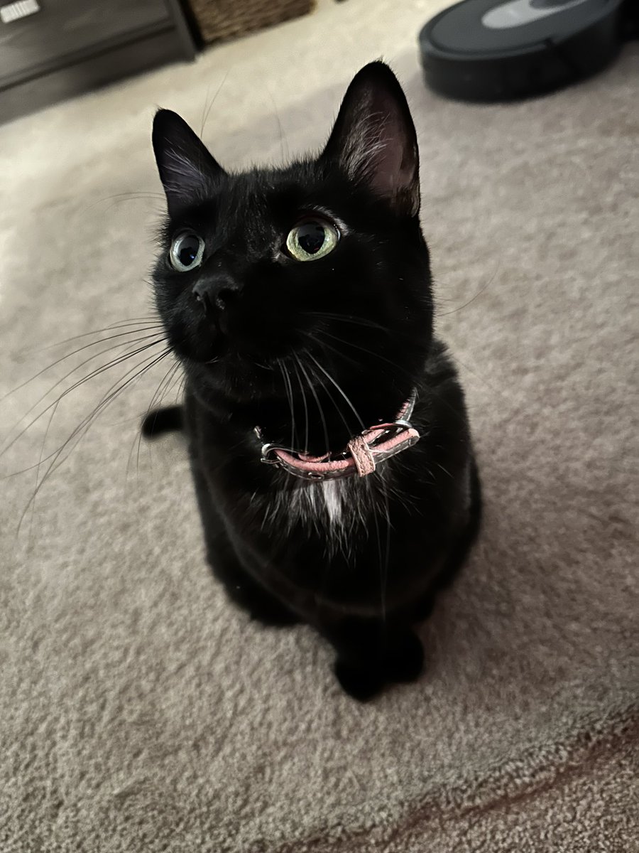 Marcy 🐈‍⬛🐾 tweet media