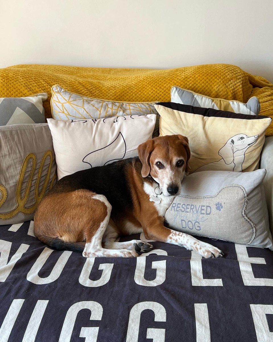 Beedell24's tweet photo. Donβt even think about it! This is my chair!!
Just look at the way Jess is looking at meβ¦. Looool ππππ€£πππβ€οΈπΆ#lol #beagle #beaglecross #makesmelaugh #funnyboy #furbaby https://t.co/JyvWTvQQA3