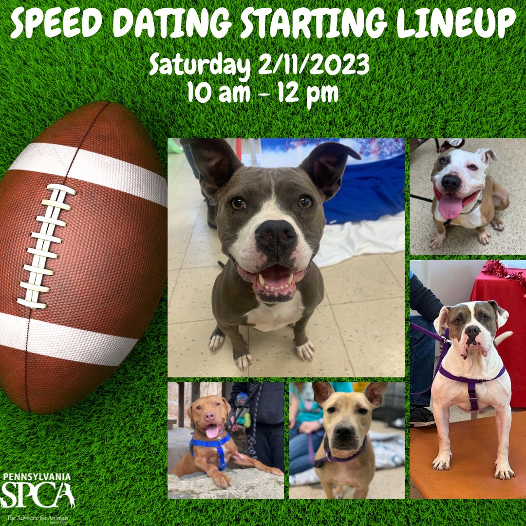 This Saturday our underdogs are hoping to find homes in time for the big game!

From 10am-12pm, come to the shelter to meet six amazing pups outside of their kennels in Speed Dating - Super Bowl edition!