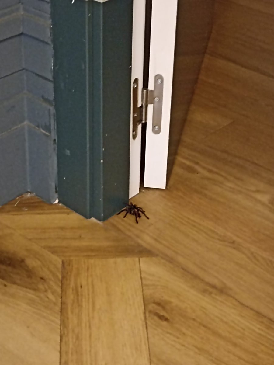 anakelasr's tweet photo. @Arachno_Cosas hola! Me he encontrado con este bichito del tamaño de media palma de la mano y me parece una tarántula. Pero en España esta especie no la tenemos y nunca he visto una araña así, y menos en ciudad. Sé que la calidad es muy mala... https://t.co/BWl0cK1Ywo