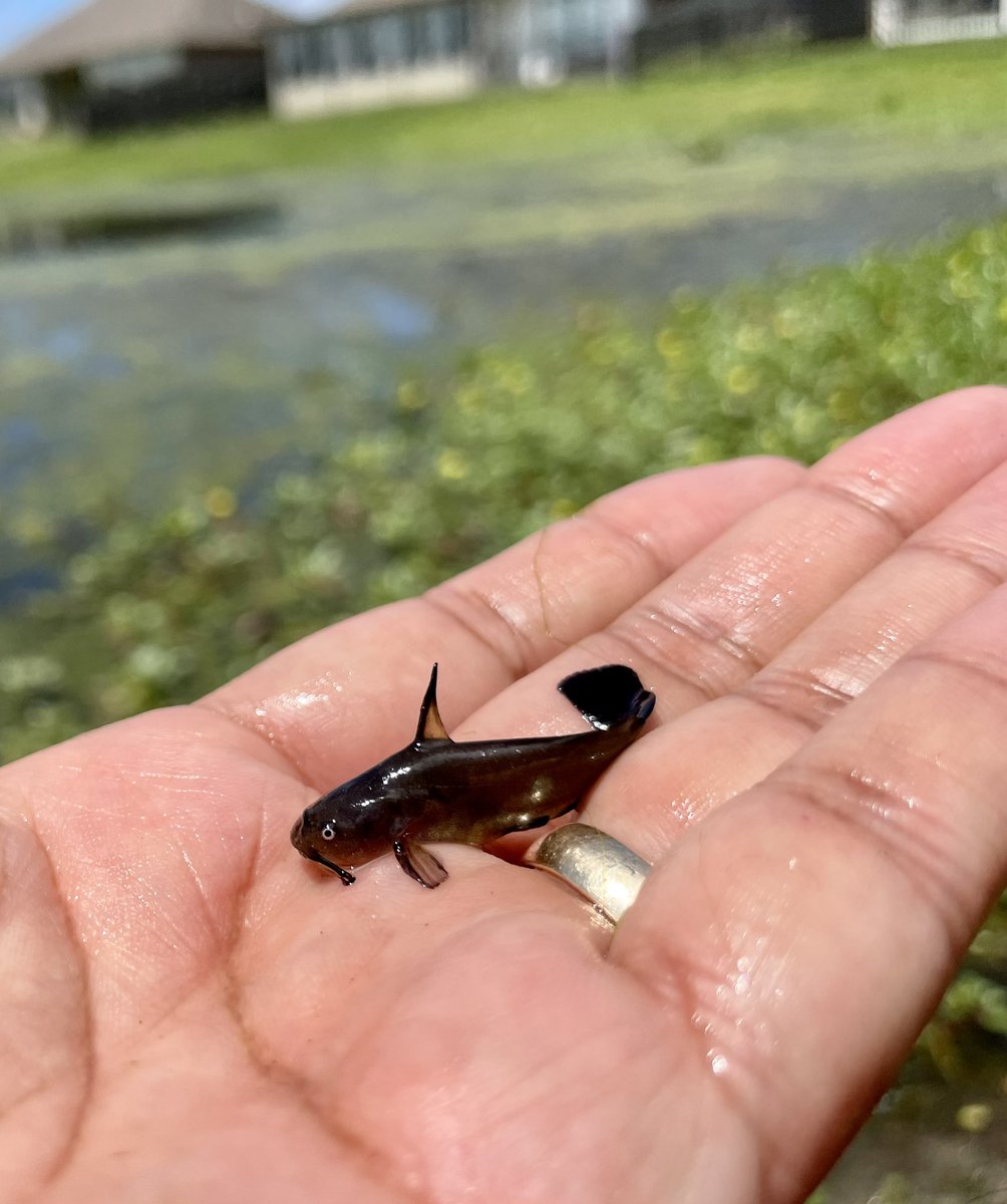 dr-lisa-whitenack-on-twitter-timeline-cleanse-adorable-bullhead