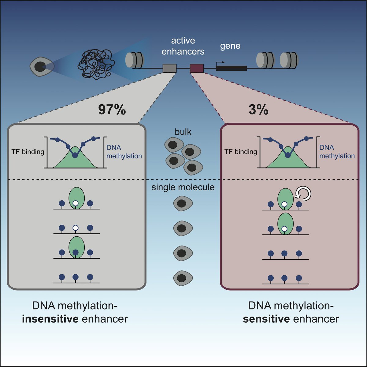 Happy to announce that our story on #DNAmethylation at #enhancers is out today in @MolecularCell! tinyurl.com/smc5yccy 
It was a fantastic PhD journey in the lab of @arnaud_kr @EMBL. 
Follow the 🧵 to find out whether #DNAmethylation is important for enhancer activity:
(1/9)