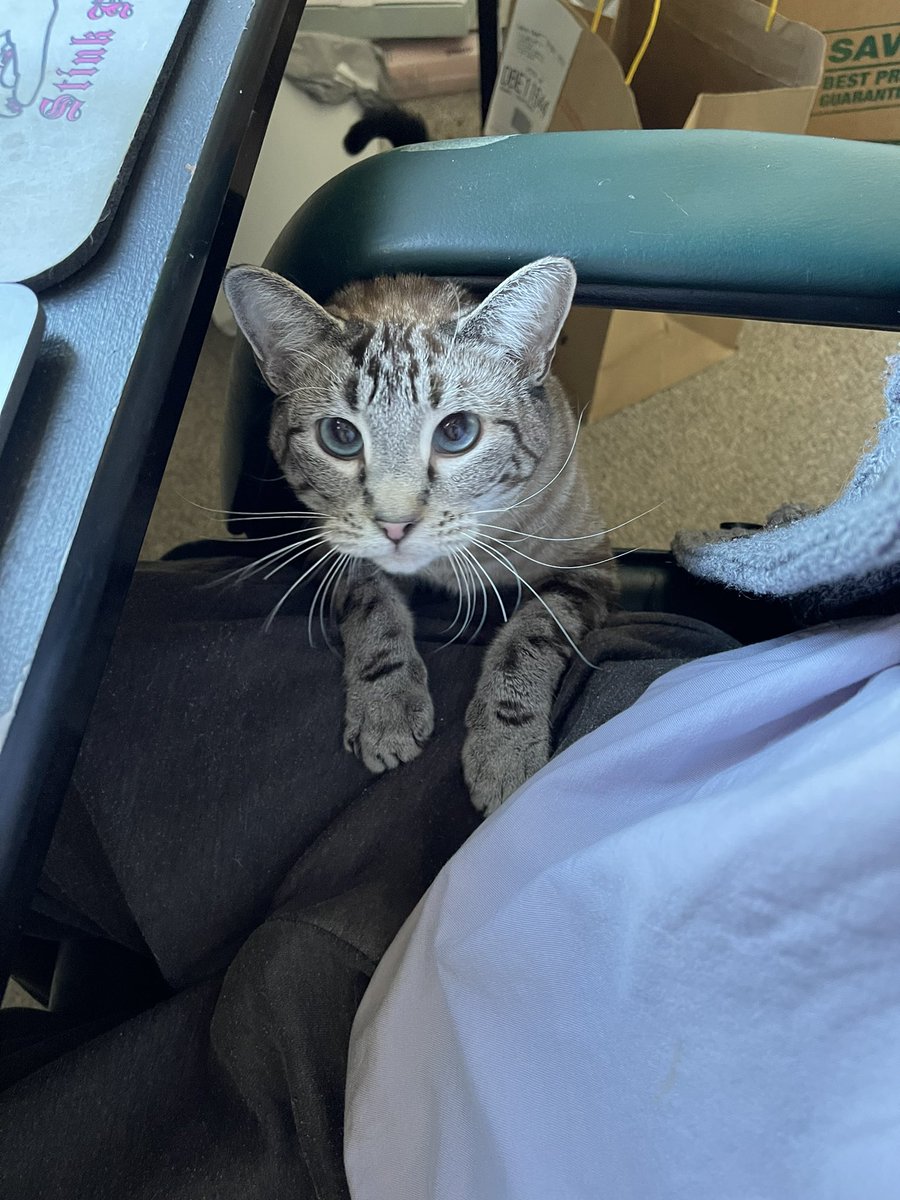 KittenWorm's tweet photo. Augie’s latest method of getting on my lap is standing here like this and meowing like his heart was just broken until I grab him by the tummy and drag him up 😭😭🥰 https://t.co/FqyWkXB0j8