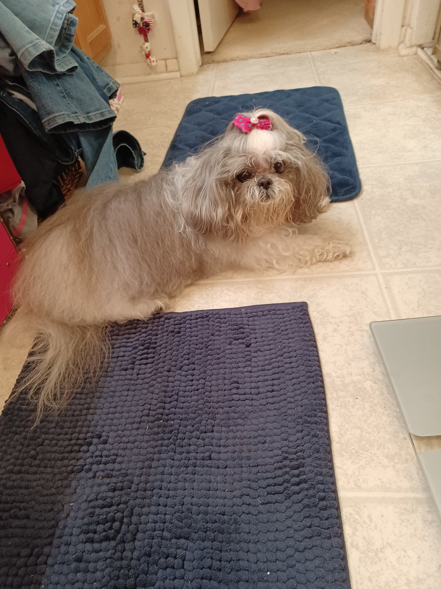 HeatherDodd6's tweet photo. Yes I'm on bathroom duty. I haz ta know whatz yuz doin at all timz 🤔😳 #ZSHQ #bath_time #Dog #DogsOnTwitter #ShihTzu #ThursdayThought #bathroom https://t.co/ffTpyd9l3T