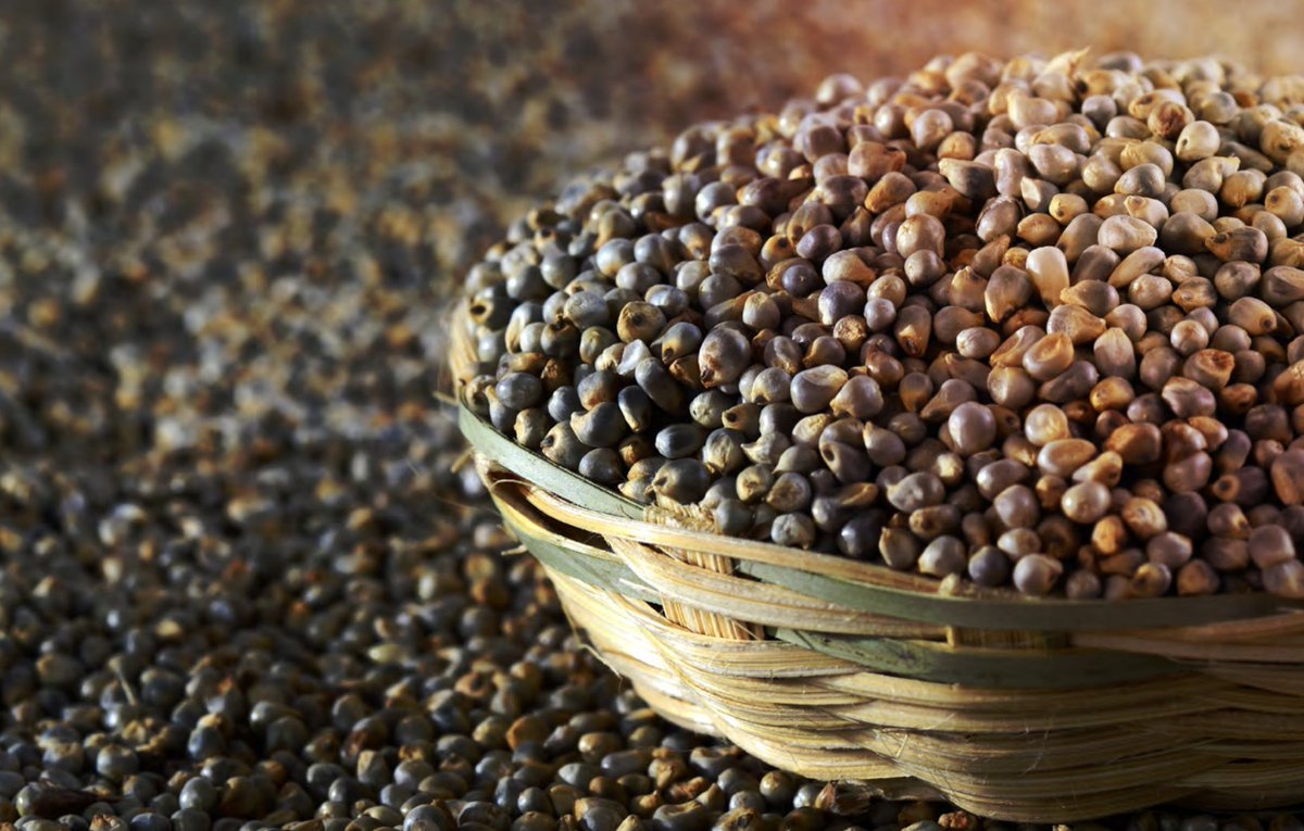 CGIAR Nutrition on Twitter "RT HarvestPlus The HarvestPlus iron