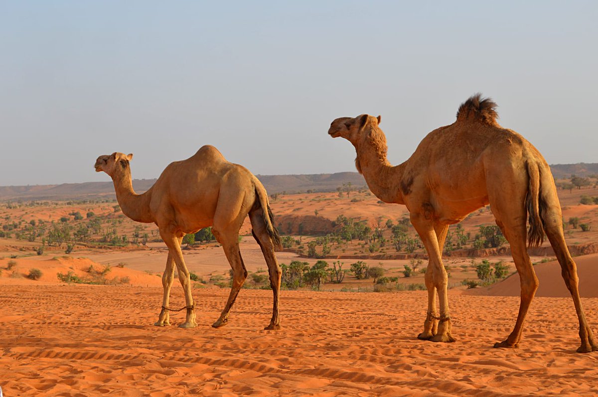 Dune de Karey Gorou, Niger 🇳🇪❤️
Pour vous, où se trouvent les plus beaux chameaux/dromadaires d'Afrique ? 🐫🐪

📸par Anasara borobi