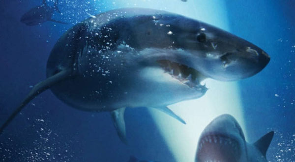 LoveHorror's tweet image. Johannes Roberts' Latest Film 'The Red Triangle' to Bring a "New Level of Terror to the Big Screen"
lovehorror.co.uk/horror-news/80… #redtriangle #shark #horror #movies #news