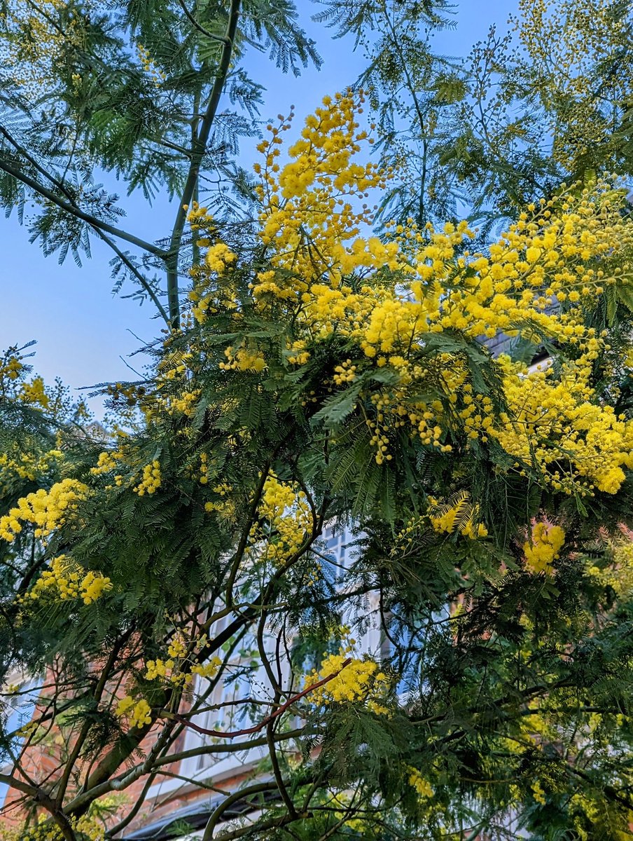 RieSuzukiUK's tweet photo. Around the time when the mimosas are in bloom... March is just around the corner. #MimosaWatch #mimoda #London https://t.co/TwTxX8hO40