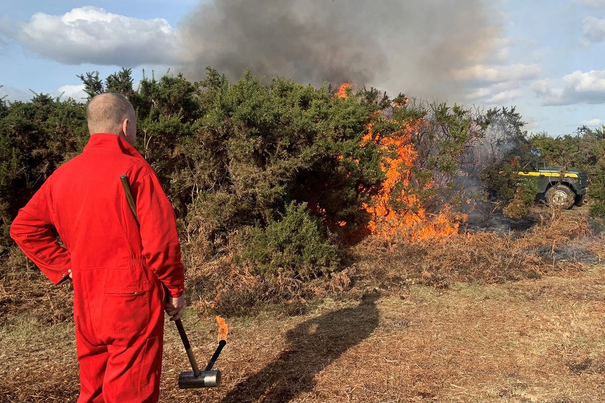 The current weather conditions offer us a brief window to carry out controlled burning on the open forest in key areas. #OurWork focuses only on burning surface vegetation and is done rapidly to avoid heat going down into the soil.

Learn more: forestryengland.uk/article/new-fo…

#NewForest