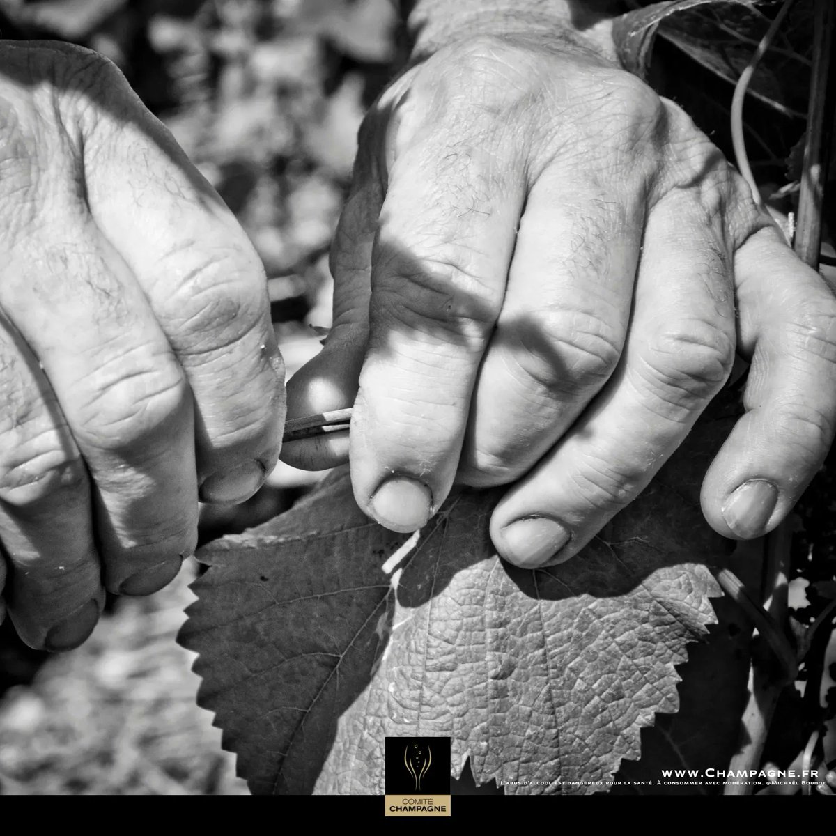 À chaque étape, l’élaboration du Champagne est le fruit d’une étroite collaboration entre la nature et l'Homme.