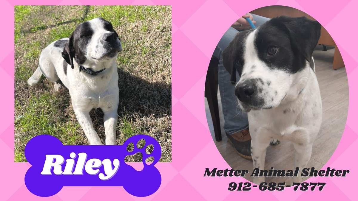PawsHeartsHands's tweet photo. Riley is ready for adoption!  She has a beautiful, smooth coat and loves her belly rubbed.  She enjoys rolls in the grass and sunshine.  #MeetRiley at #MetterAnimalShelter soon. #AdoptDontShop #PAWS https://t.co/cRh4xFCqo3