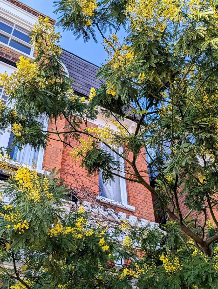 RieSuzukiUK's tweet photo. Around the time when the mimosas are in bloom... March is just around the corner. #MimosaWatch #mimoda #London https://t.co/TwTxX8hO40