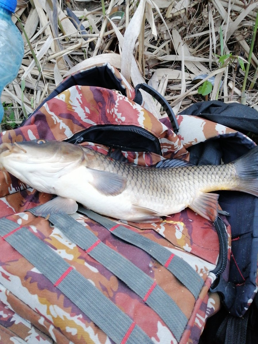 RemusRemus2673's tweet photo. One carp https://t.co/MHLCMtZHGm