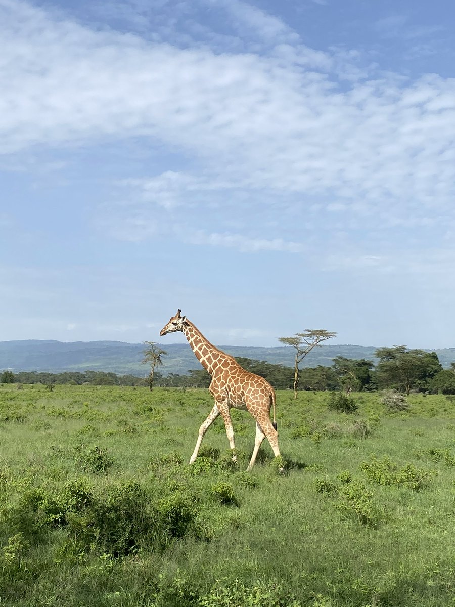 MikaCronin's tweet photo. Comment “💛🦒” if you love giraffes! I took these on safari in Lake Nakuru National Park, Kenya 🇰🇪 #giraffe #kenya #lakenakuru https://t.co/tzywgyY2Tw