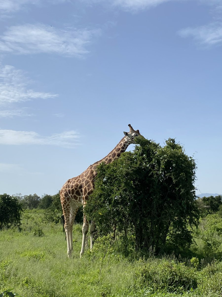 MikaCronin's tweet photo. Comment “💛🦒” if you love giraffes! I took these on safari in Lake Nakuru National Park, Kenya 🇰🇪 #giraffe #kenya #lakenakuru https://t.co/tzywgyY2Tw