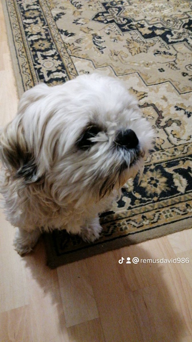 RemusRemus2673's tweet photo. My real dogs https://t.co/O5FdA373wd