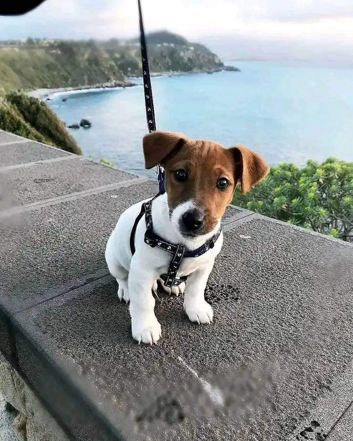 We just adopted this little angel 😍