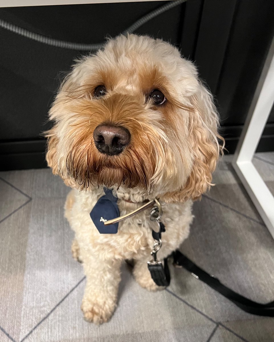 On Wednesday's we see Dougie! Everyone needs an office pet and here at Pear we are fortunate enough to have pets in most of our offices. Dougie is our mid-week motivation and hopefully he can be yours too, and of course he is ALWAYS best dressed👔🐕🐾