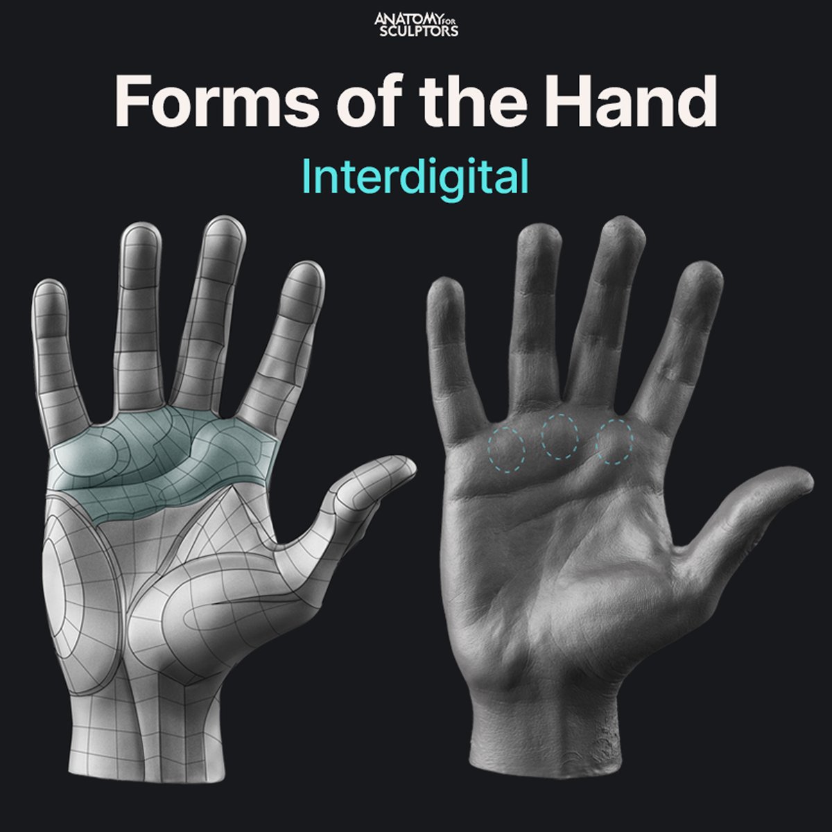 A4Sculptors's tweet photo. The three fundamental forms of the palm are the Thenar eminence, Hypothenar eminence and Interdigital area. The first two are plump muscle masses covered with fat pads, and the latter is solely a soft fat pad covering the palm side of the proximal knuckles. #anatomy4sculptors https://t.co/ftn3thvbmv