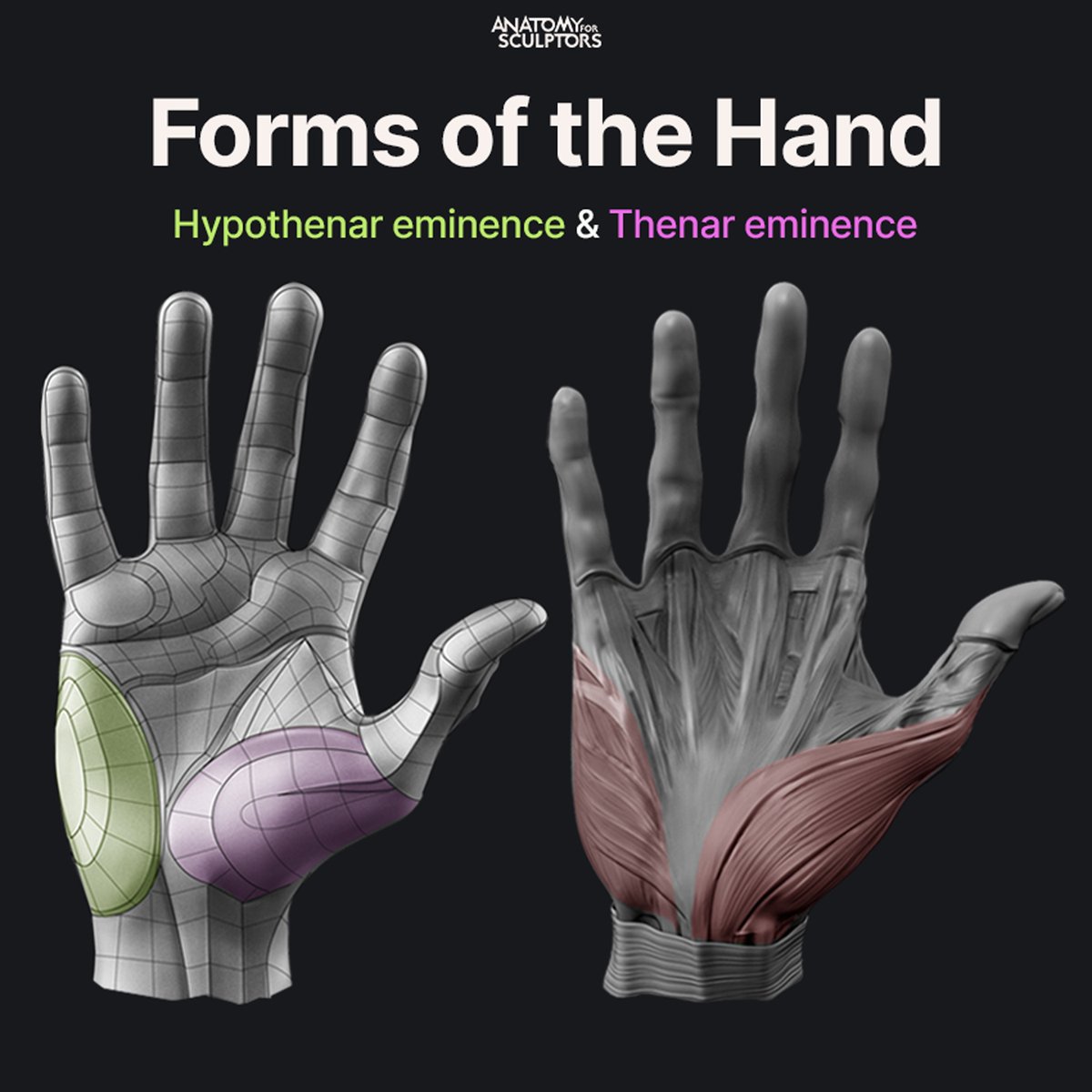 A4Sculptors's tweet photo. The three fundamental forms of the palm are the Thenar eminence, Hypothenar eminence and Interdigital area. The first two are plump muscle masses covered with fat pads, and the latter is solely a soft fat pad covering the palm side of the proximal knuckles. #anatomy4sculptors https://t.co/ftn3thvbmv